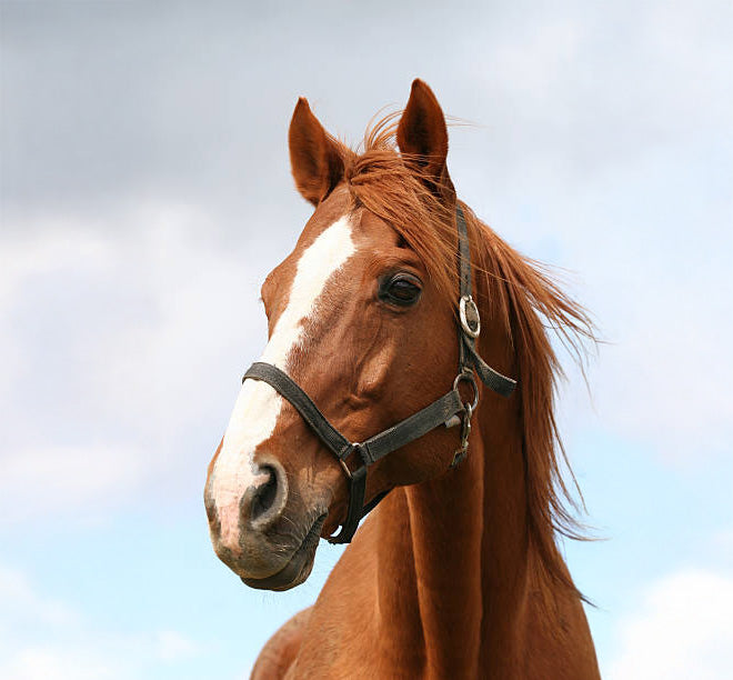 Myhorseprint